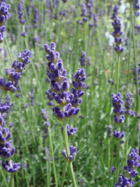 Lavandula angustifolia fleur